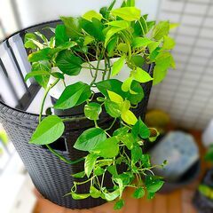 商談中/観葉植物いろいろ（100円～）| フィロデンドロン、モンステラ、エピプレムヌム類の画像