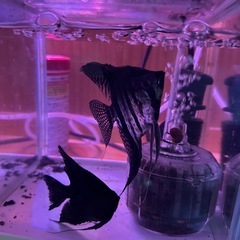 エンゼルフィッシュ話し中
の画像