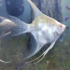 【引取希望】発送不可📽️動画あり🐡アルビノスカラレエンゼルフィッシュ　ペルー産（幼魚）【1匹】　＋　アルビノプラチナダイヤモンドエンゼルフィッシュ（幼魚）【１匹】の画像