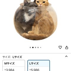 猫　ボウル CattyMan 猫
ベッドの画像