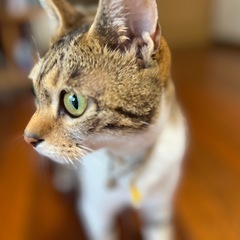 大人しい気分屋なたまちゃん ♀