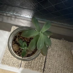 多肉植物　月美人の画像