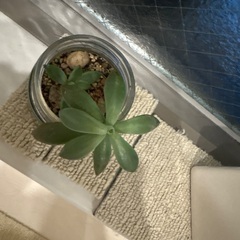 多肉植物　月美人の画像