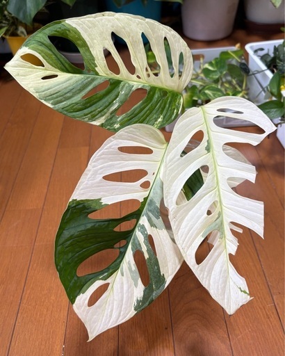 希少　大型品種　マドカズラ斑入り　大株