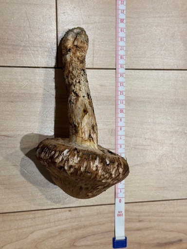 販売 岡山県北松茸 岡山県北産松茸11/8採れ 松茸を選ぶ。岡山県美作市湯郷