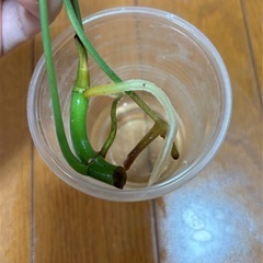 ラフィドフォラテトラスペルマ　ミント　オランダ産　カット苗の画像