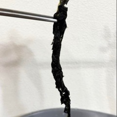 ブセファランドラ　バリエガータ　の画像