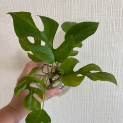ヒメモンステラ　ミント　カット苗の画像