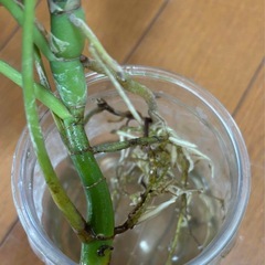 ヒメモンステラ　ミント　カット苗の画像