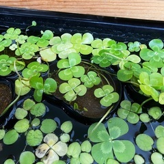 ビオトープに/ウォータークローバー株分け/メダカ鉢にの画像