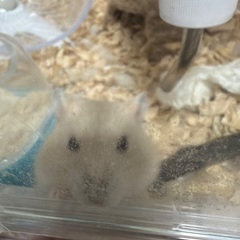 ジャンガリアンハムスター（イエロー）♂