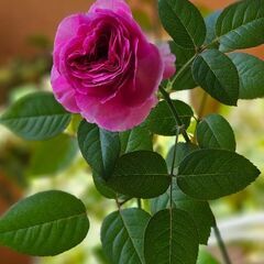 キーボード奏者もしくはアコースティックギター奏者を募集します