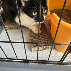 2、3歳白黒ママ猫