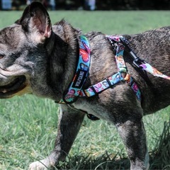 アメリカ西部
ユタ州のアウトドアブランド　愛犬の為のハーネス の画像
