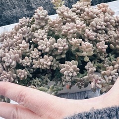 多肉植物　姫秀麗の画像