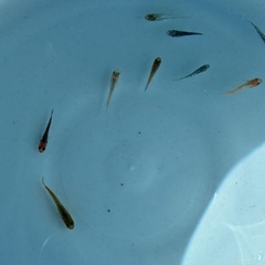 メダカミックスの画像