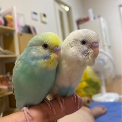セキセインコ