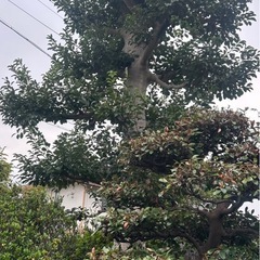 土日祝限定　草刈り、剪定