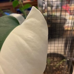 相談中　
斑入りもモンステラ の画像