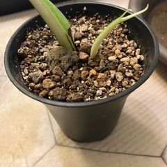 相談中　
斑入りもモンステラ の画像