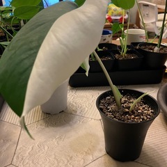 相談中　
斑入りもモンステラ の画像