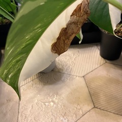 斑入りもモンステラ の画像