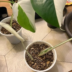 斑入りもモンステラ の画像