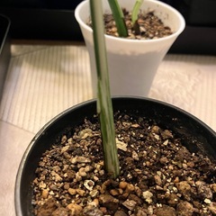 相談中　
斑入りもモンステラ の画像