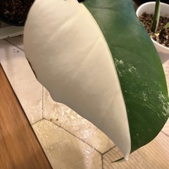 相談中　
斑入りもモンステラ の画像