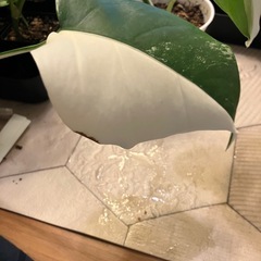 相談中　
斑入りもモンステラ の画像