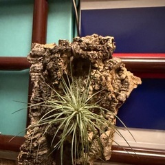 観葉植物　エアプランツ　流木付きの画像
