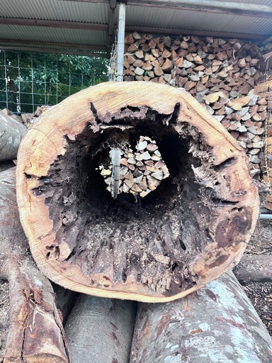 30,000円から値下げ！大きな丸太　空洞
