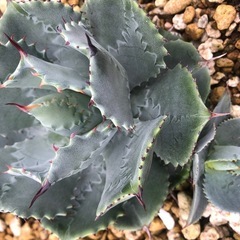 アガベ　雷神　子株2株の画像