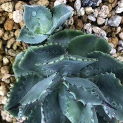 アガベ　雷神　子株2株の画像