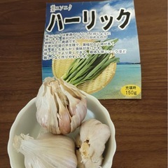 家庭菜園に！余剰にんにくの種3種セット（ニューホワイト/熊本産/葉ニンニク）①
の画像