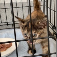 かわいいサビの仔猫