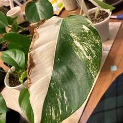 斑入りもモンステラ の画像