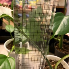斑入りもモンステラ の画像