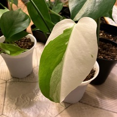 斑入りもモンステラ の画像