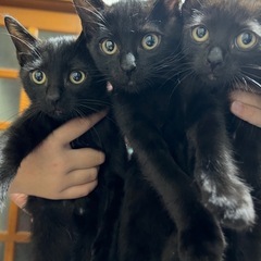 黒猫 里親募集