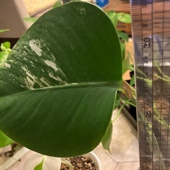 斑入りモンステラ 
の画像