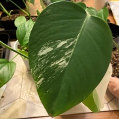 斑入りモンステラ 
の画像