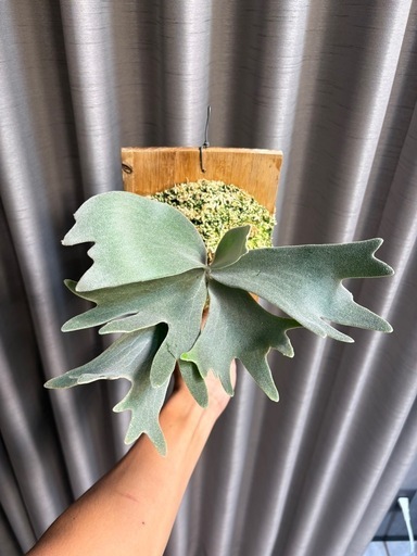 ビカクシダセルソ