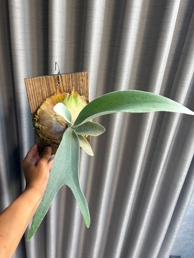 ビカクシダエネル