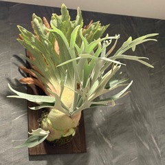 ビカクシダエネルの画像