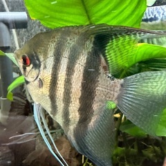 熱帯魚エンゼル➕おまけの画像
