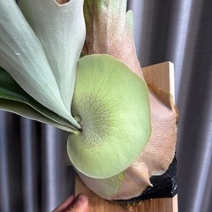 ビカクシダペガサスの画像