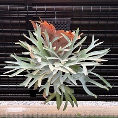 ビカクシダペガサスの画像