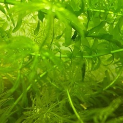 ベルベットブルーシュリンプの画像