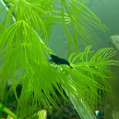 ベルベットブルーシュリンプの画像